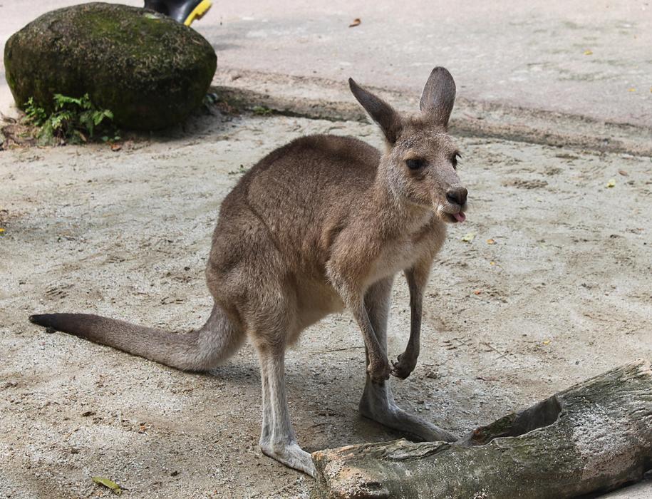 Kangaroo Animal Hungry