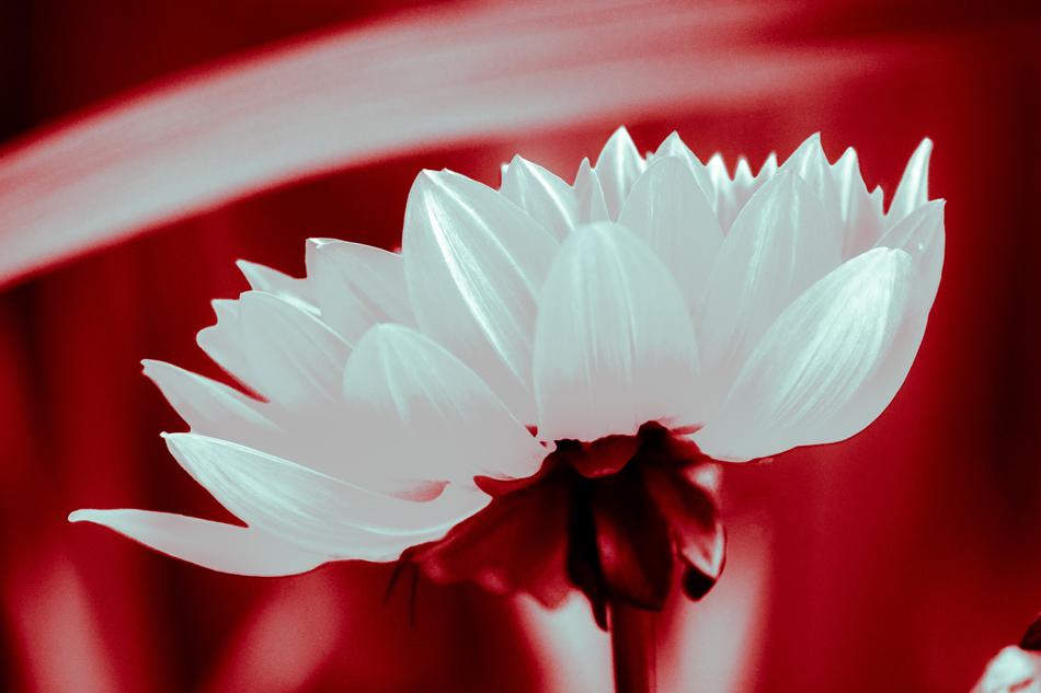 Flower White Red