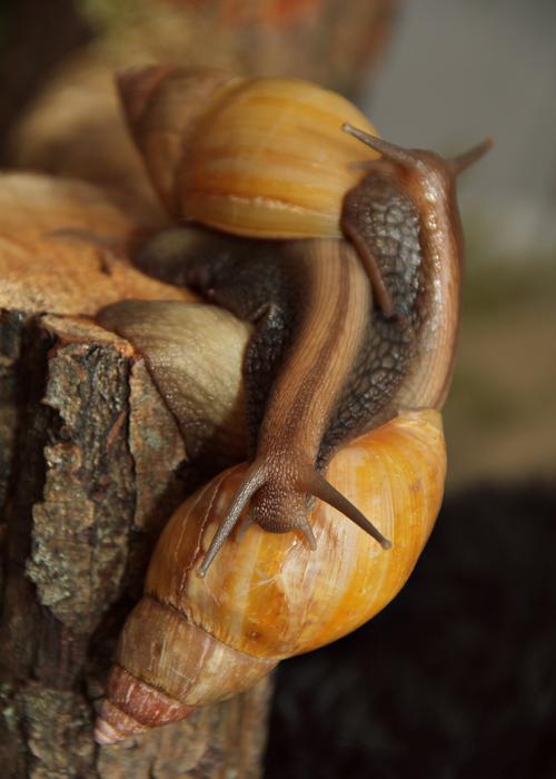 Snails African Achatina