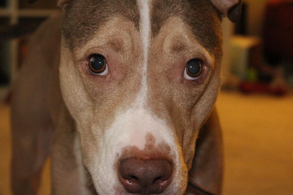 Dog Sad Pet portrait