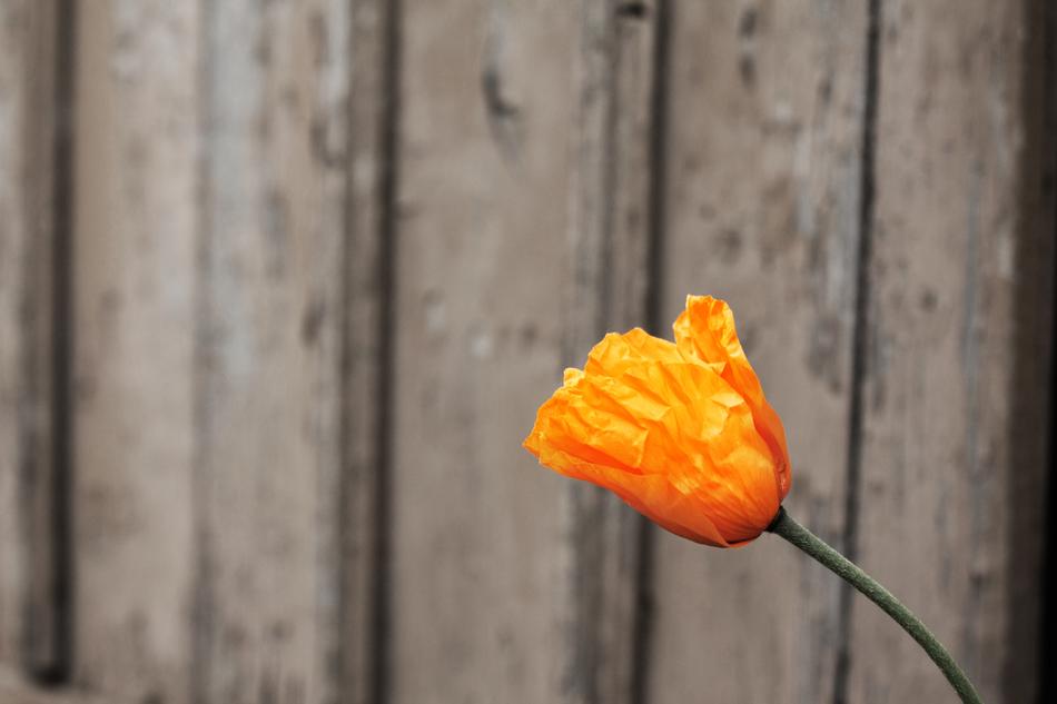 Poppy Nature Orange