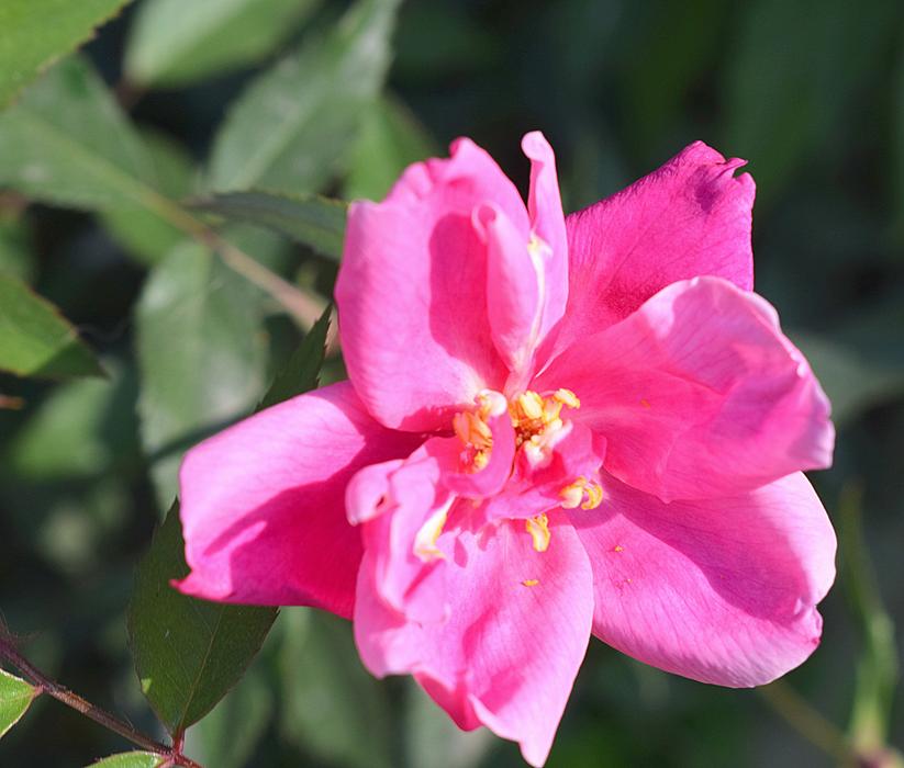Rose Flower Nature