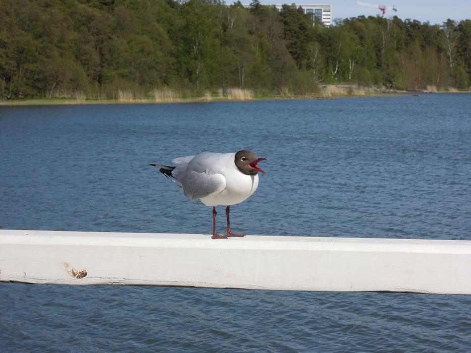 Seagull on fence pier