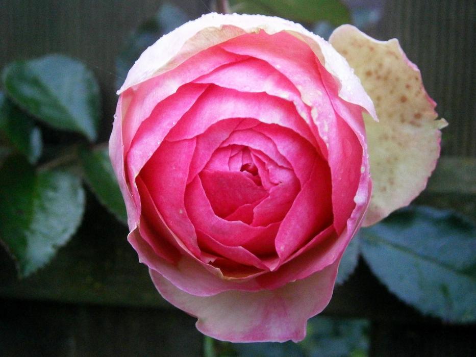 Rose Roses Pink Light