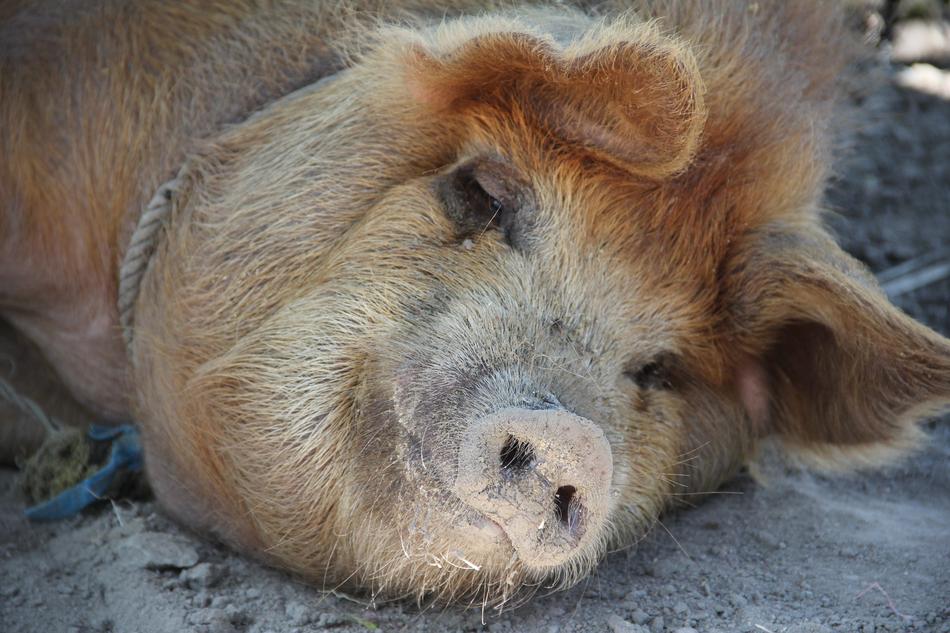 Pig Sleep Happy