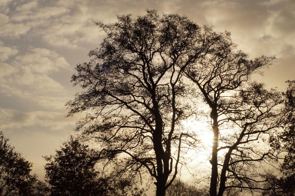 November Mood Landscape
