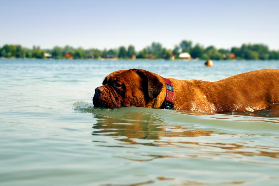Bordeaux Dog macro