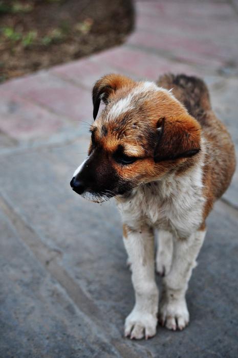 Lost Cute Puppy