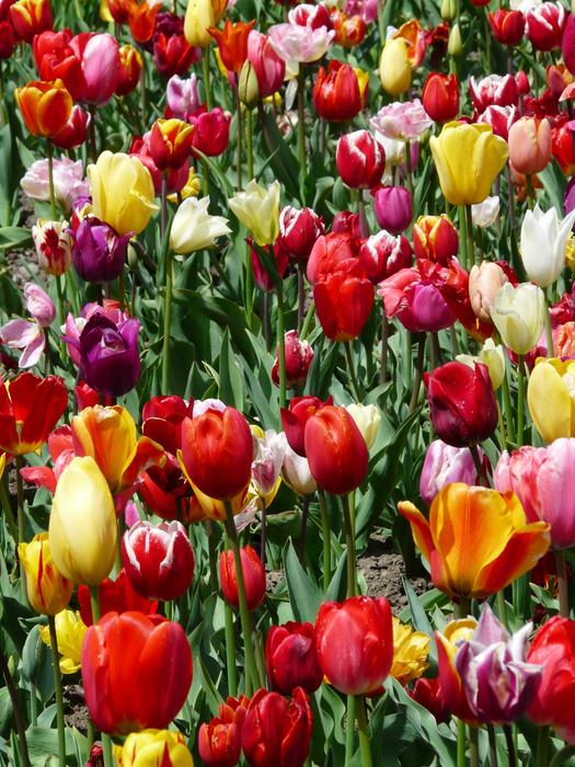 Tulip Cultivation Tulips