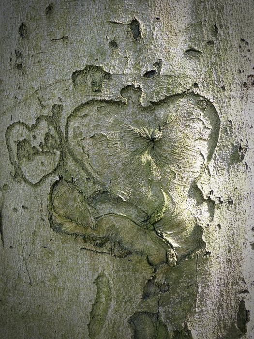Tree Heart Bark