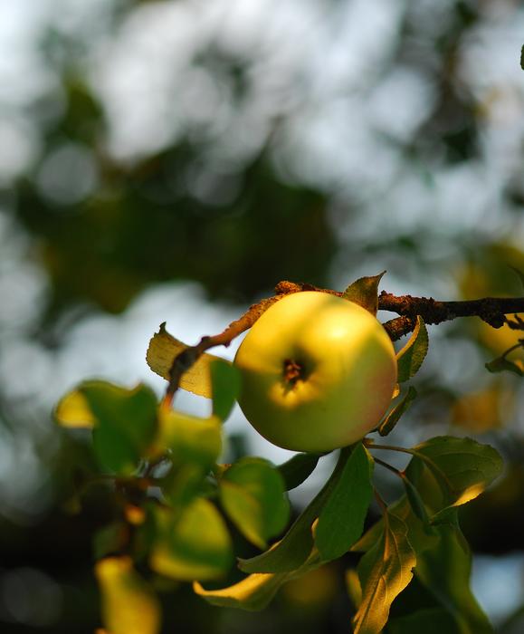 Apples Fruit macro blur