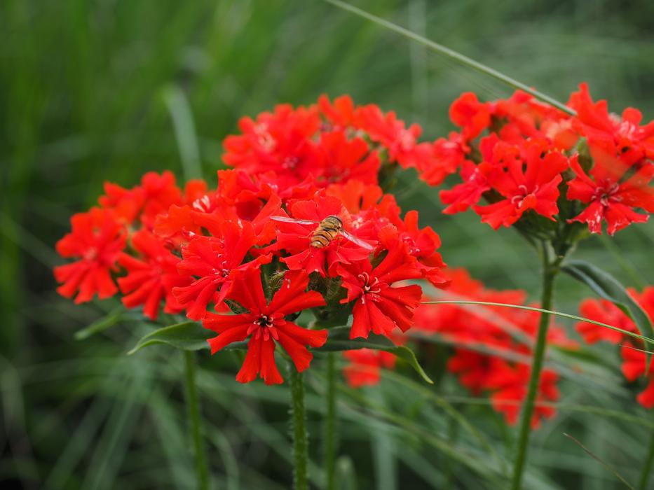 Burning Love Flower Blossom