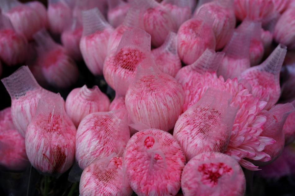 pink rose buds macro view