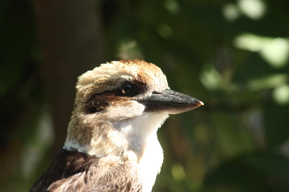 Kookaburra Bird Native