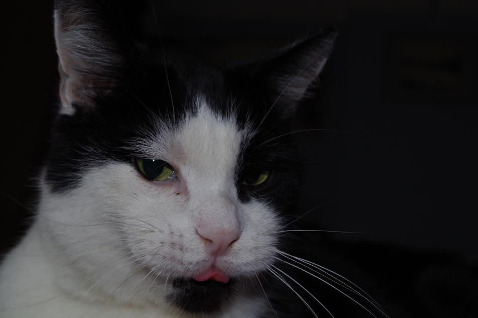 Cat Content Tongue