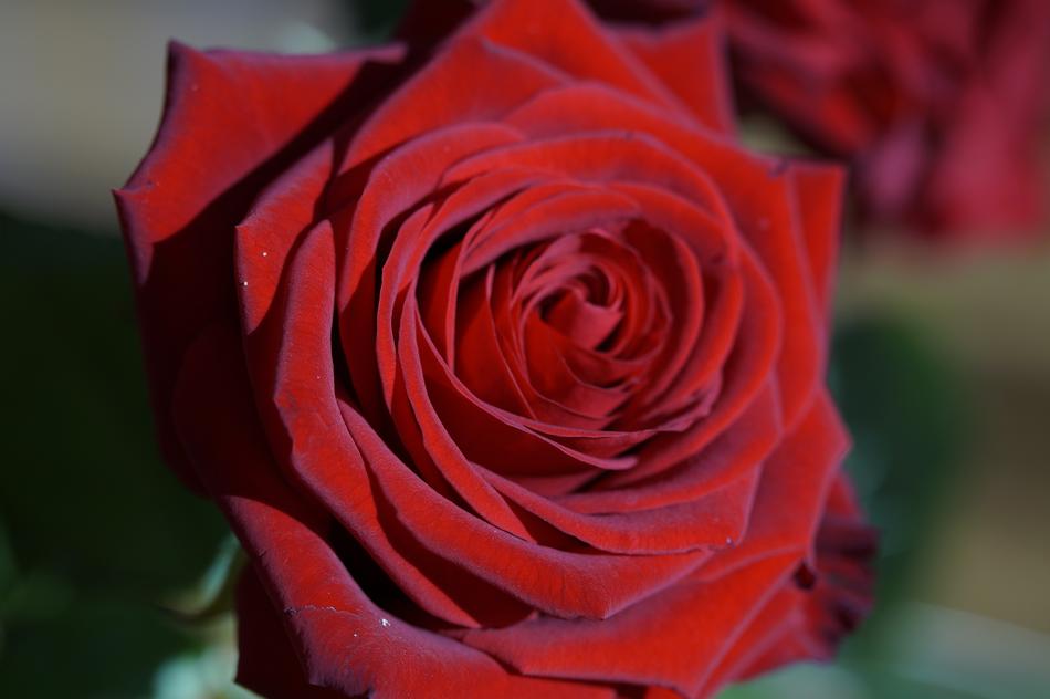 Rose Red