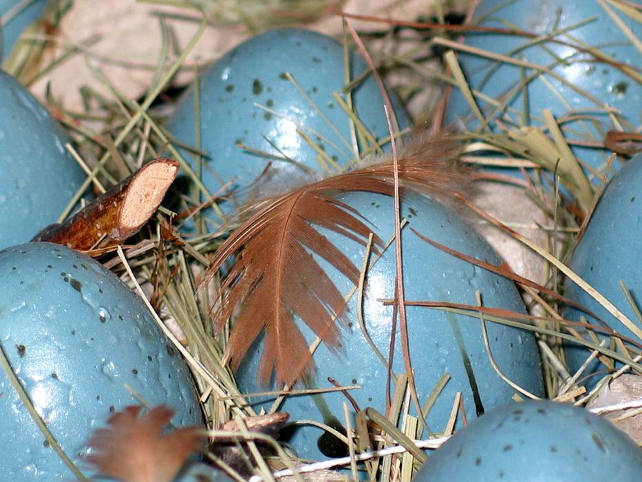 Easter Eggs Nest