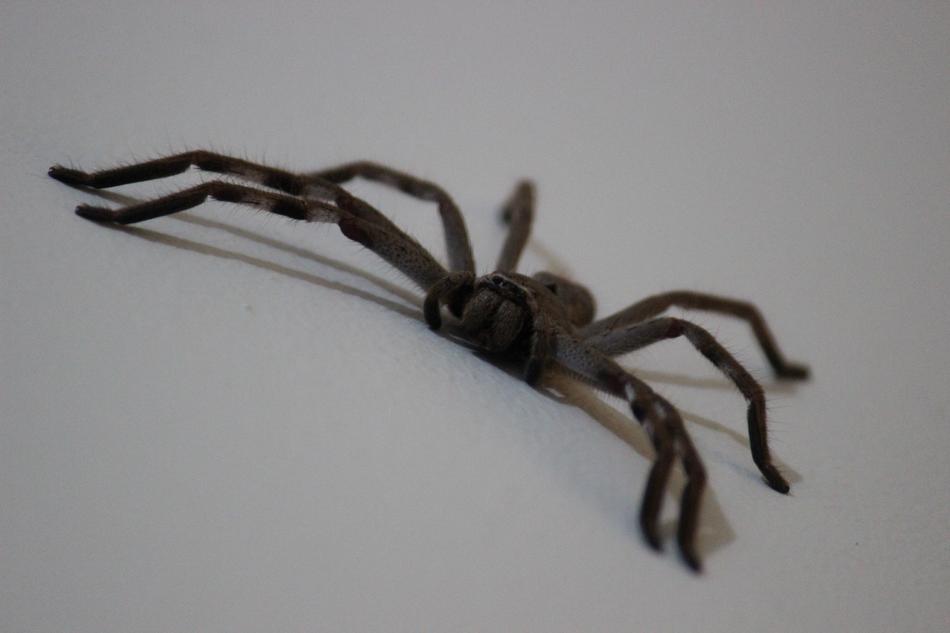 Huntsman Spider Arachnid