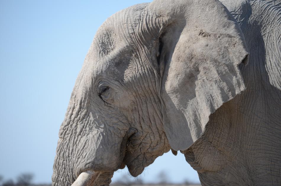 Elephant Wilderness Animal