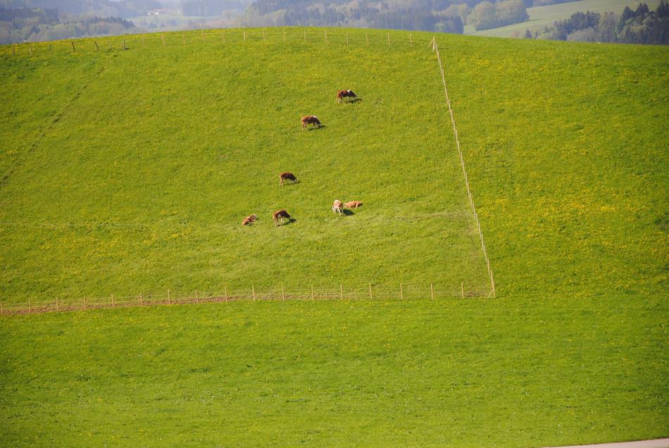 Alm Pasture Cows