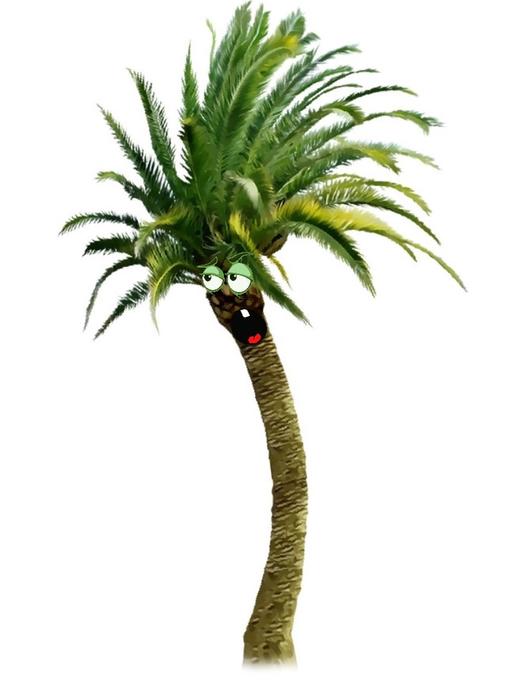 tree nature palm funny palm green