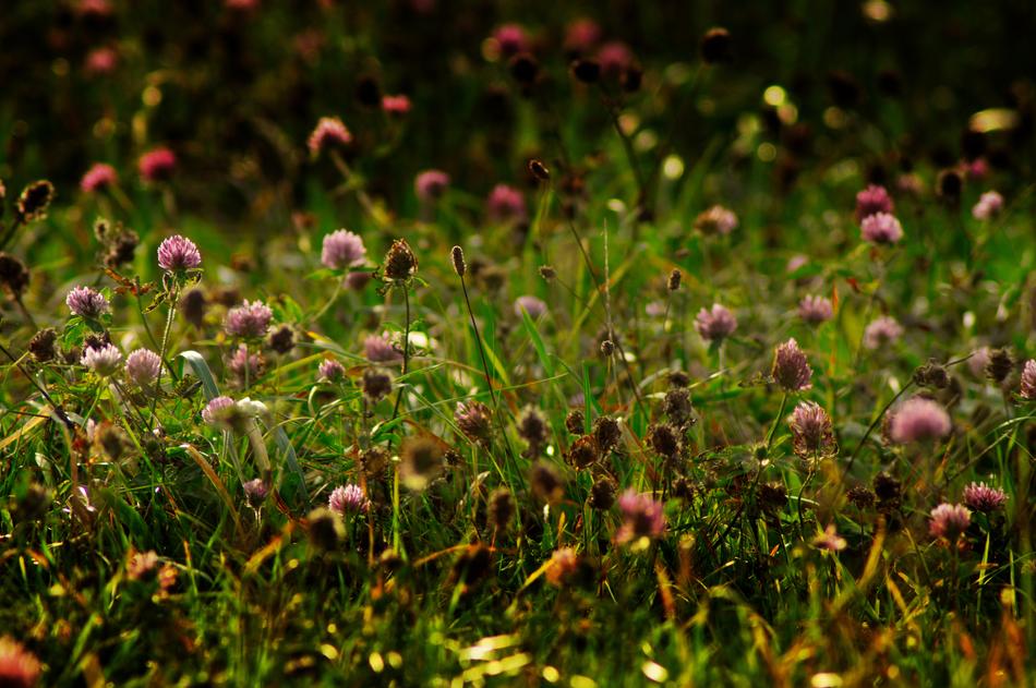 faded Flower Meadow at Autumn