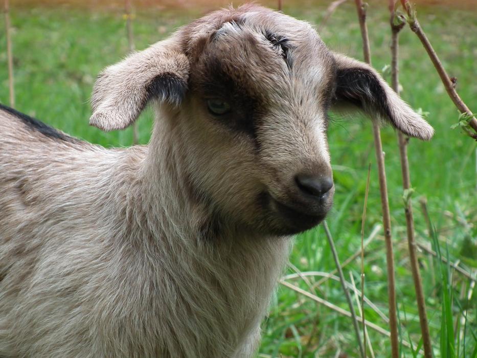 Goat Lamb Pasture