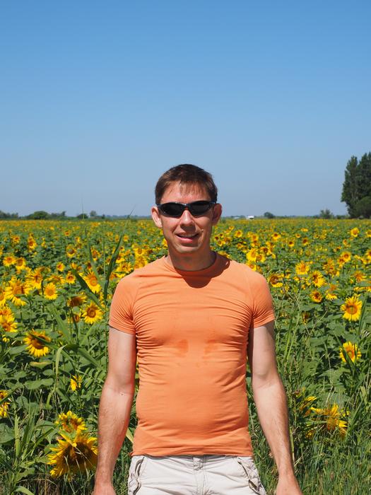 man in a field of sunflowers