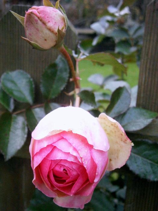 Rose Roses Pink Light