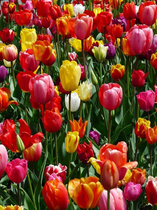 Field Tulips Tulpenbluete