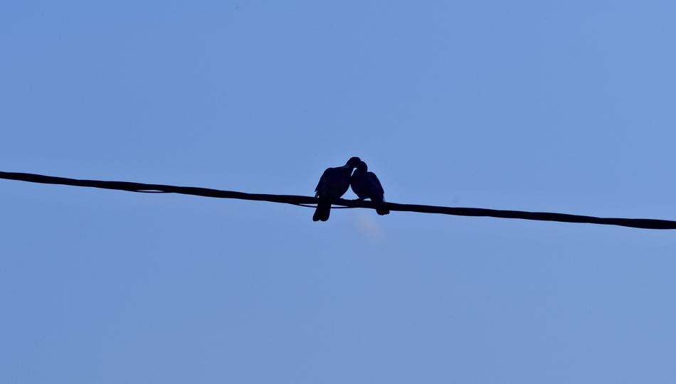 Bird Pigeon Love
