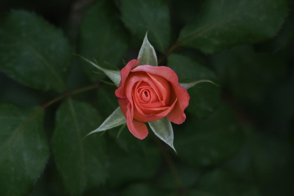 Rose Garden Flower
