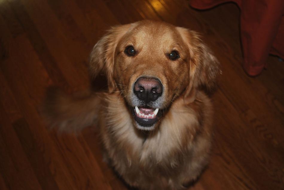 Dog Labrador Retriever