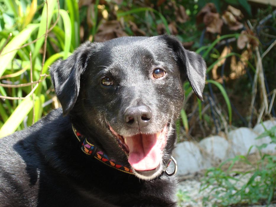Dog Pet Happy