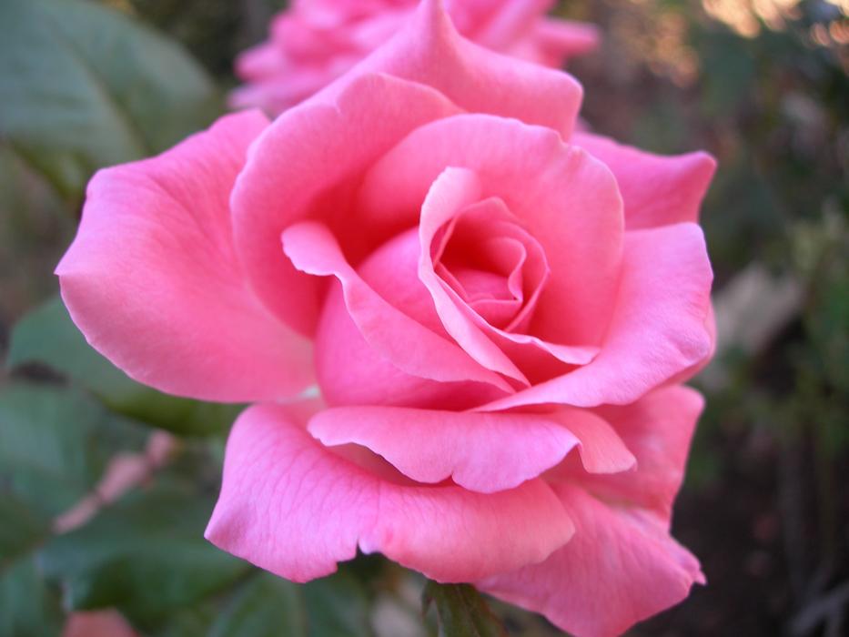 Rose Pink Garden
