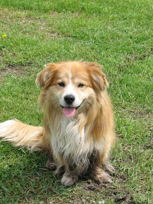 Dog Canine Farm