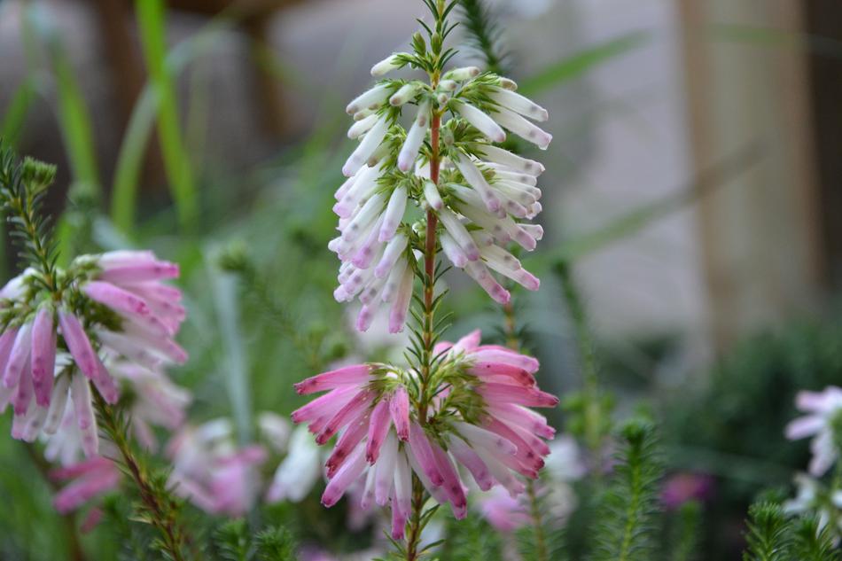 Flower Flowers Colors Pink White