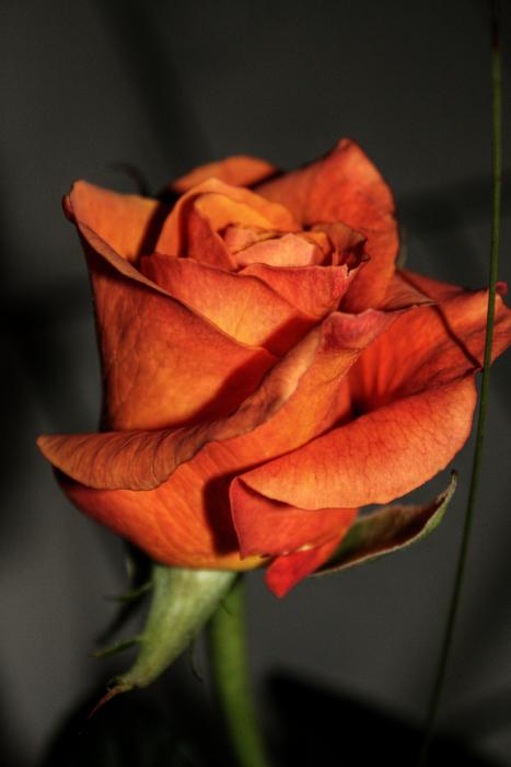 Rose Flower Blossom