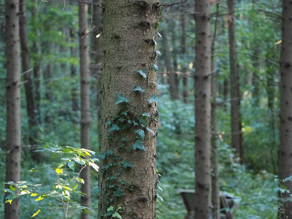 Tree Nature Fern