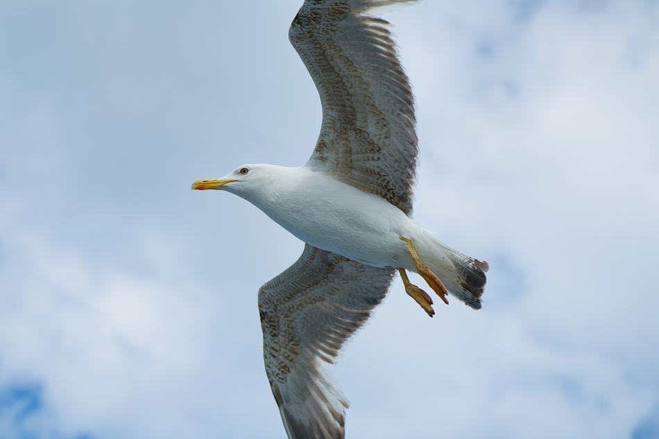 Seagull Bird Birds