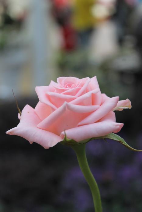 Rose Pink Flower
