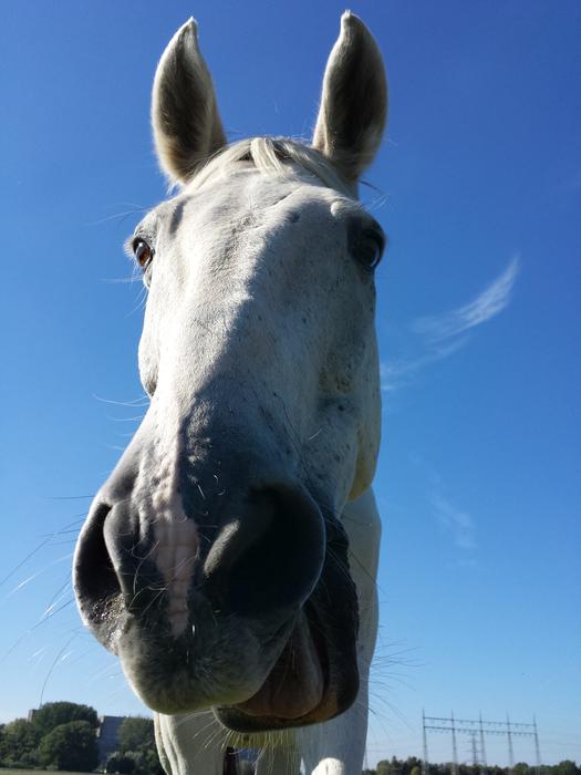 Horse Happy