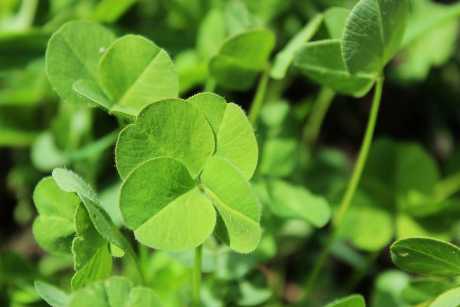 Leaf Plant The Freshness
