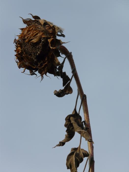 Sunflower Dry Stranded Tramples