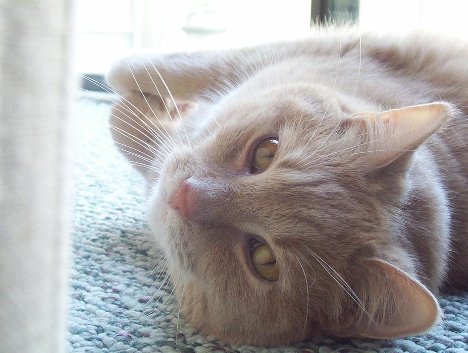 Cat Lying Pet
