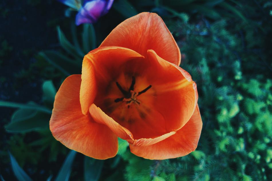Flower Rose Petal