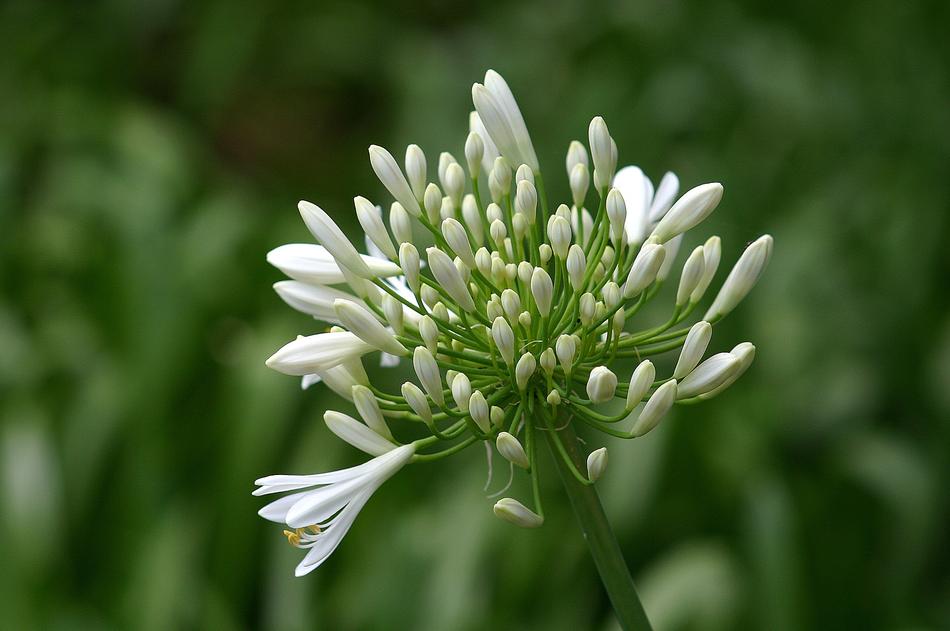 white flower in a green spring garden