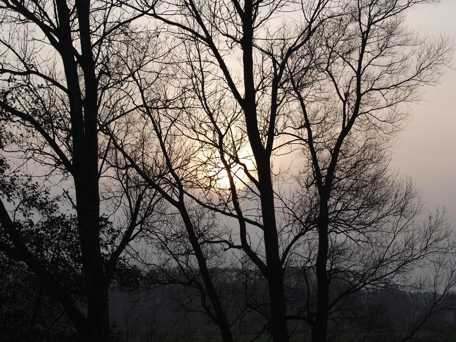Foggy Autumn evening, bare trees at cloudy sky