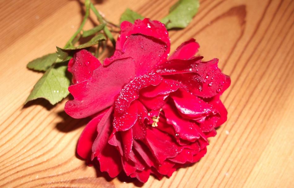 Rose Love Romantic Red