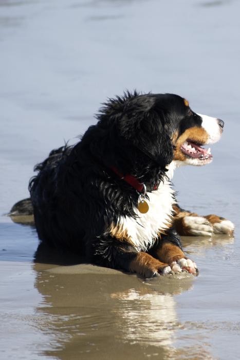 Bernese Mountain Dog Canine